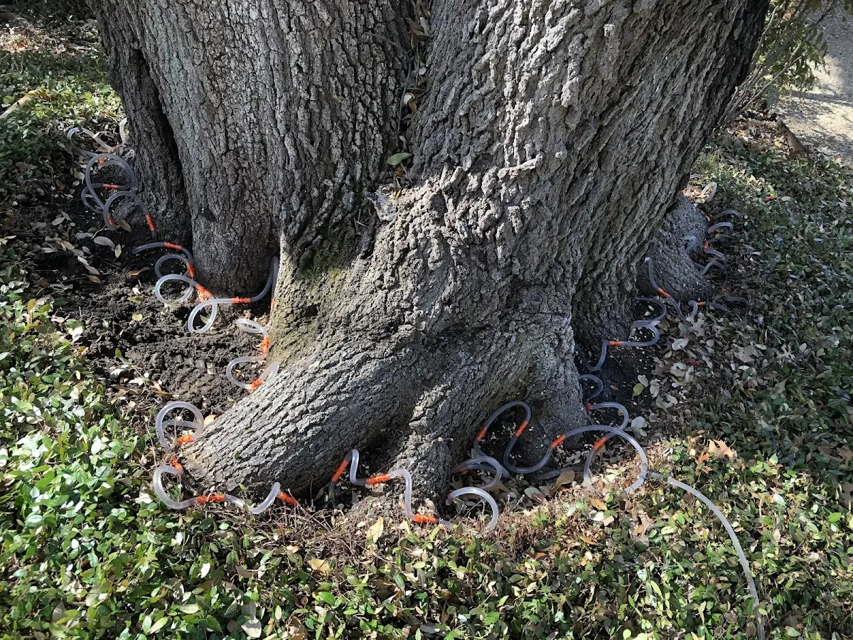 Detailed Tree Cabling and Bracing job site in Pageton