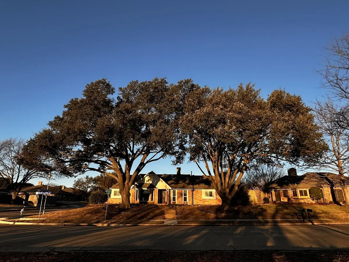 Established residential canopy tree shading a home in Pageton